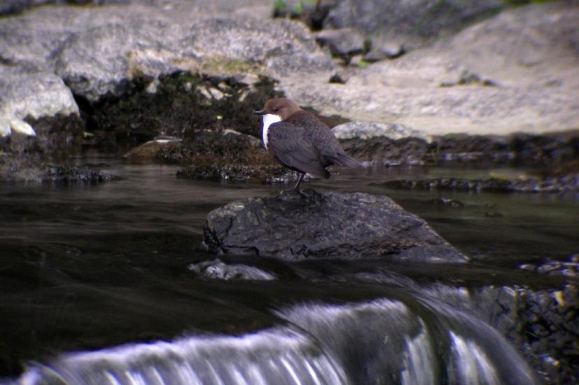 2010_05_14_44_Wasseramsel