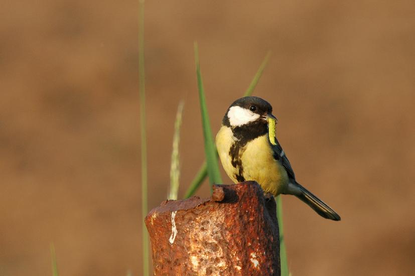 2010_05_23_303_Pfingsten