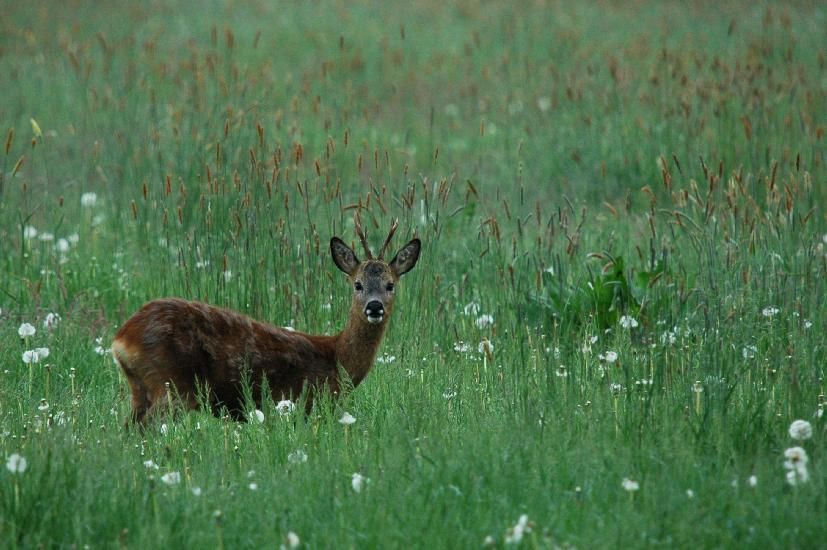 2010_05_24_64_Pfingsten