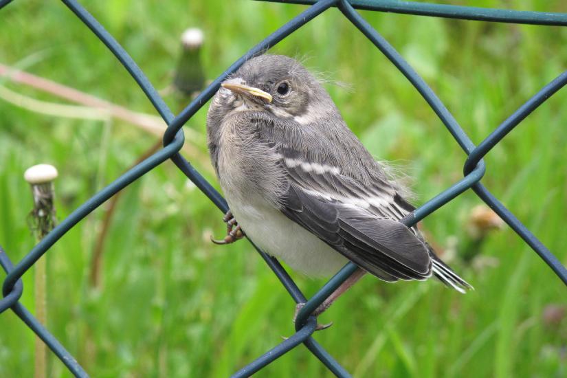 2010_05_Wiskerhof (80)