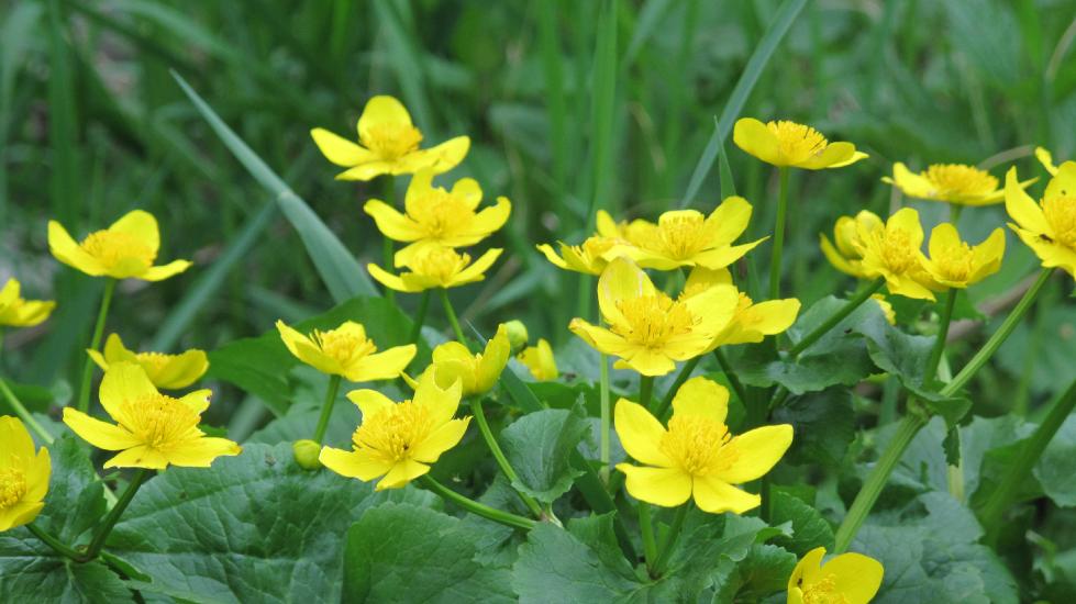 2010_05_Wiskerhof (84)