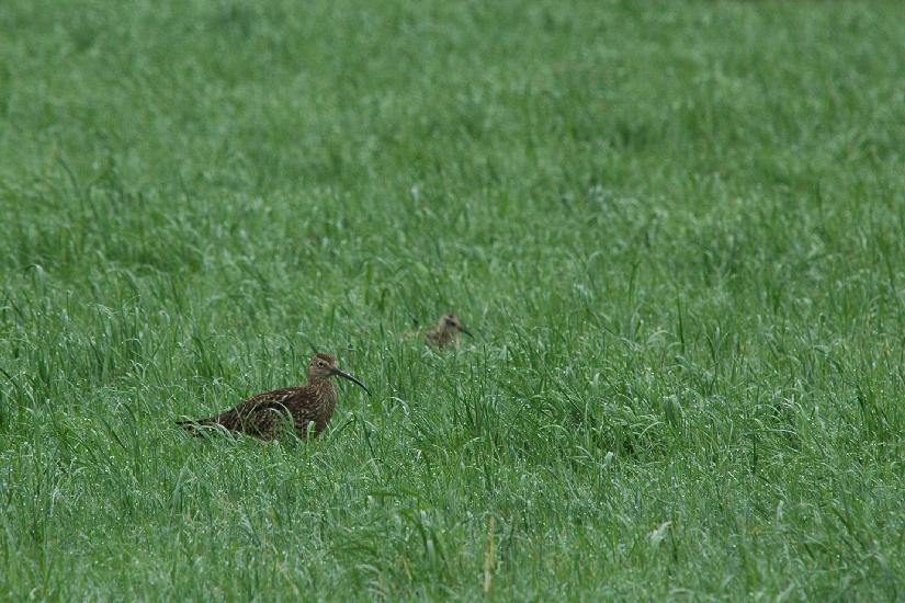 2010_06_13_366_Bruch