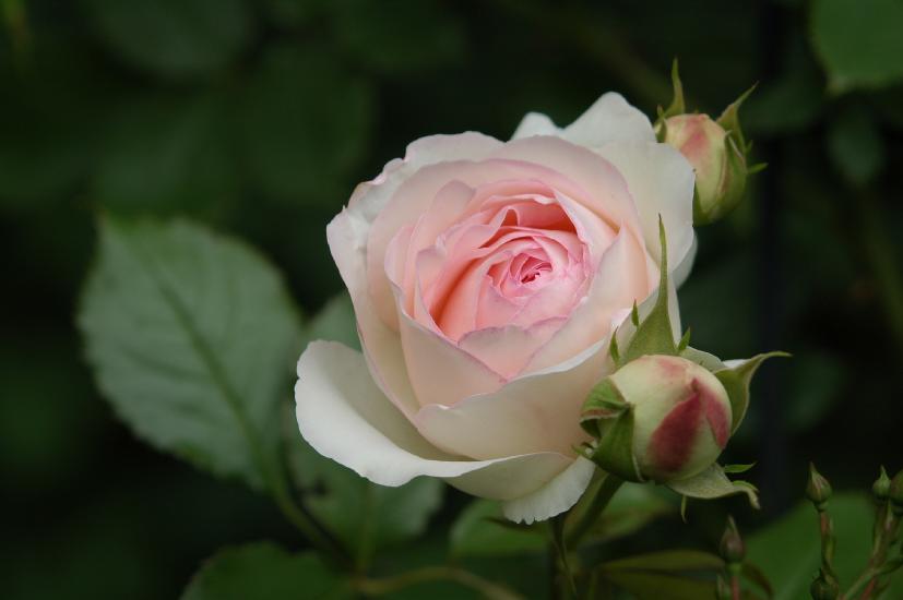 2010_06_20_42_RosenT