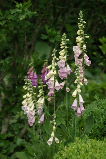 2010_06_20_46_RosenT