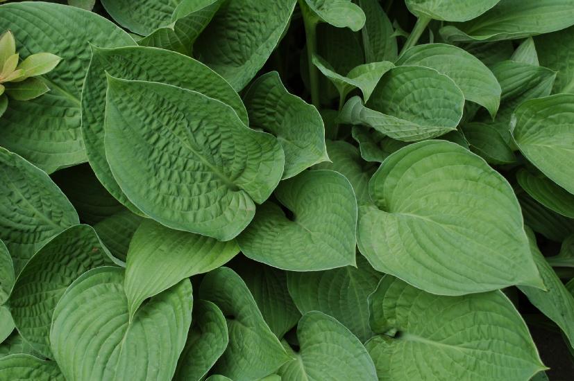 2010_06_20_55_RosenT