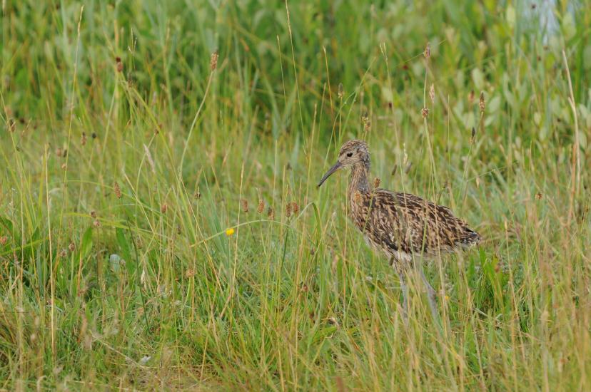 2010_06_26_1062_Bruch