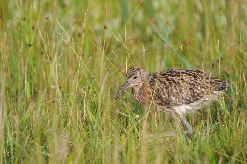 2010_06_26_106_Bruch