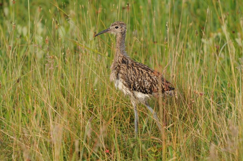 2010_06_26_1240_Bruch