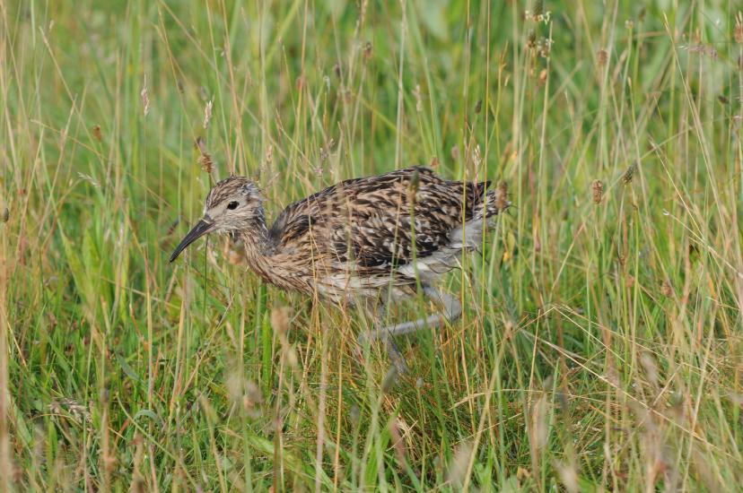 2010_06_26_422_Bruch