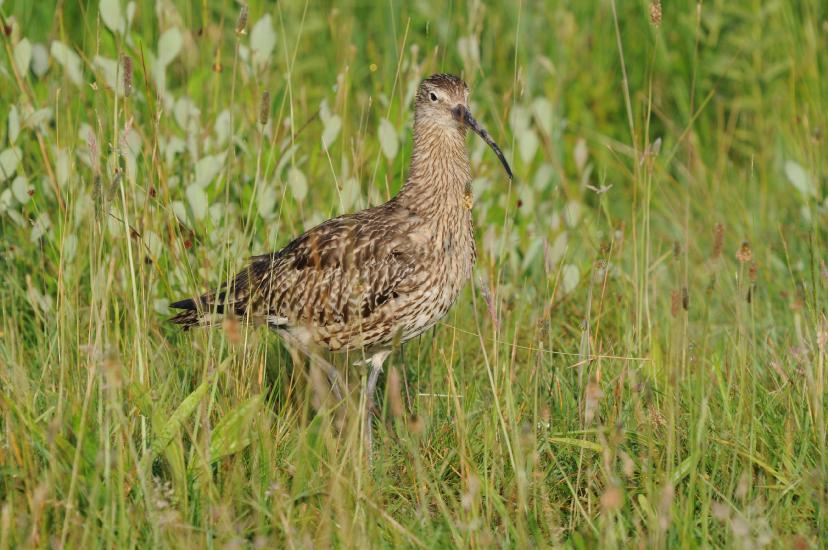 2010_06_26_568_Bruch