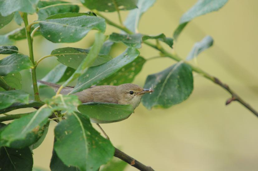 2010_06_26_945_Bruch