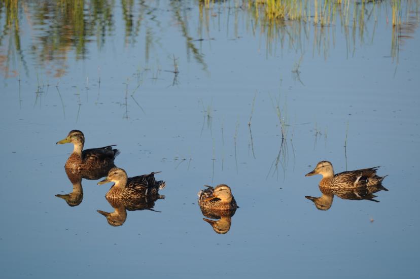 2010_06_27_220_Bruch