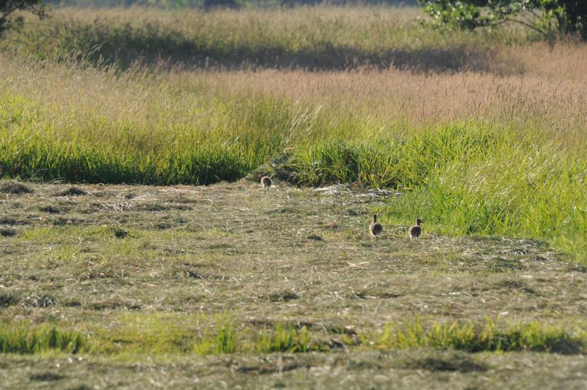 2010_06_27_478_Bruch