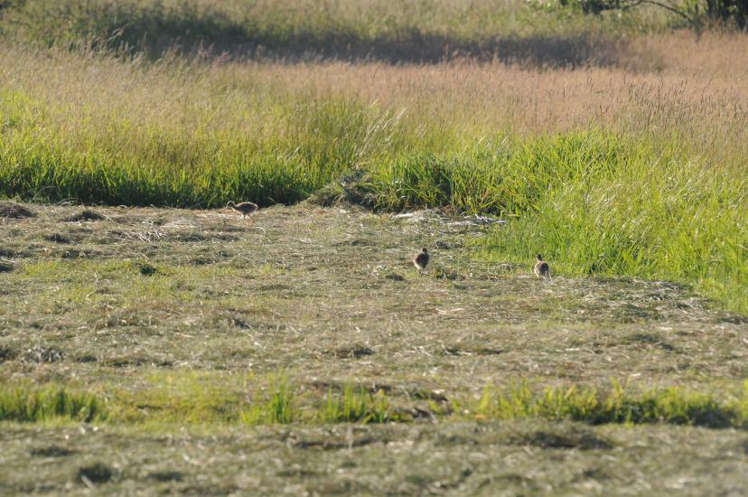 2010_06_27_493_Bruch