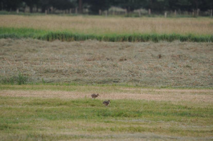 2010_06_29_252_Bruch