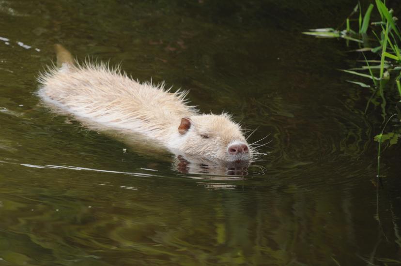 2010_07_04_124_Bruch