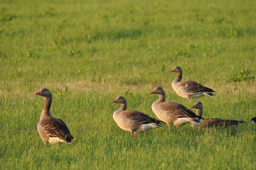 2010_07_06_137_Bruch