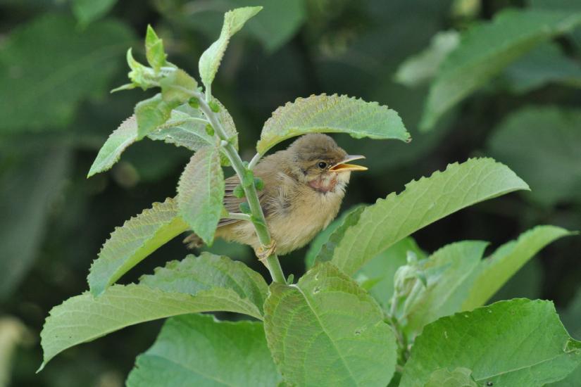 2010_07_10_369_Bruch