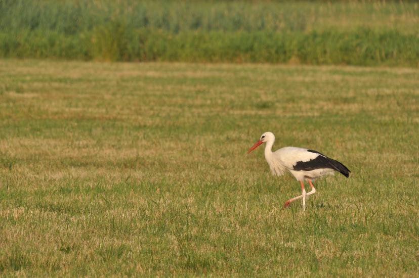 2010_07_10_435_Bruch