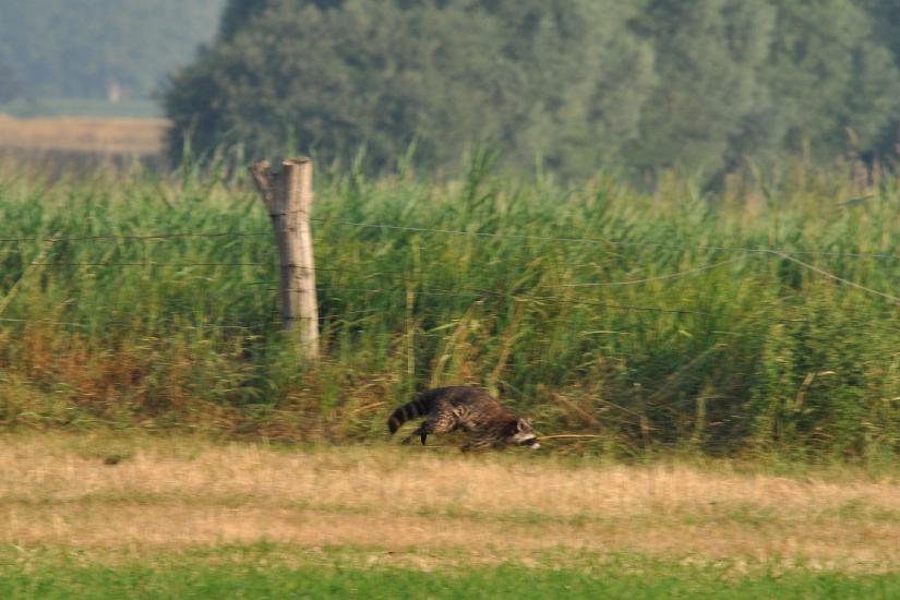 2010_07_10_522_Bruch