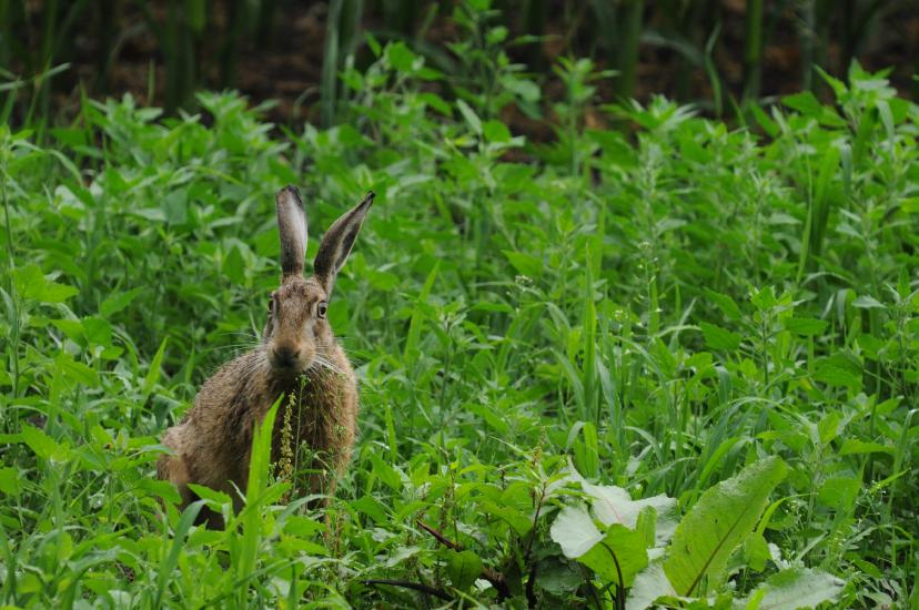 2010_07_11_180_Bruch