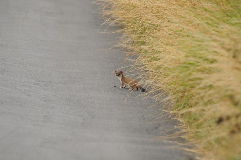 2010_07_17_210_Bruch