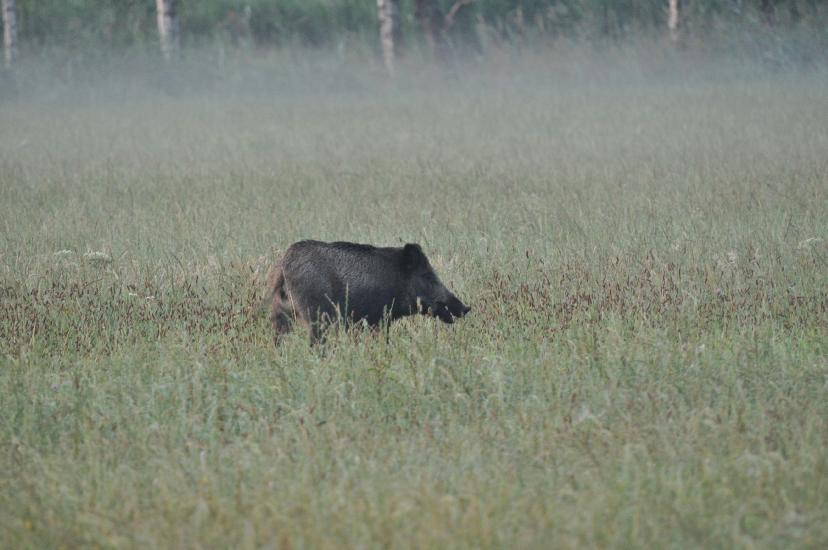 2010_08_15_Zingst (1076)