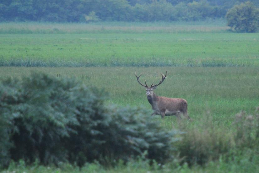 2010_08_15_Zingst (1217)