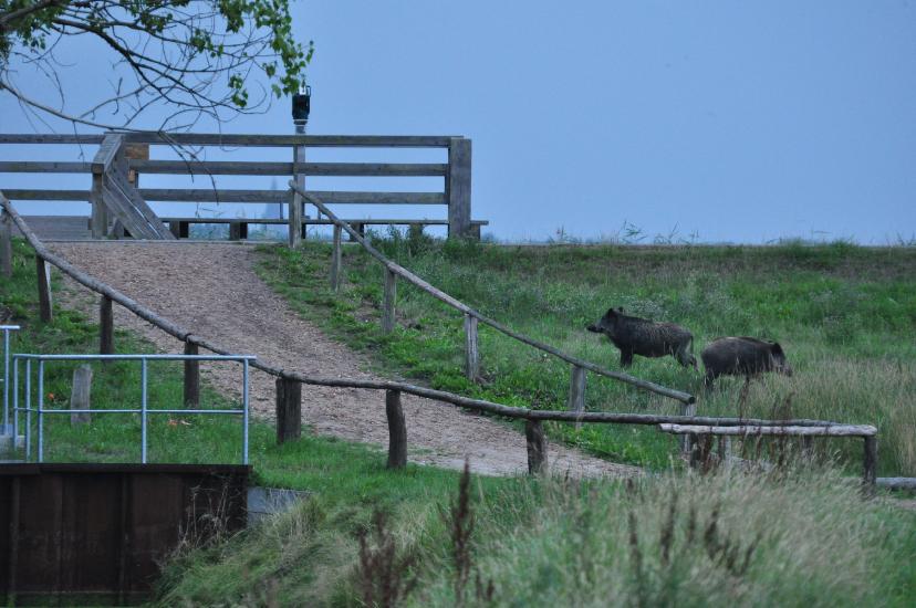 2010_08_15_Zingst (1480)