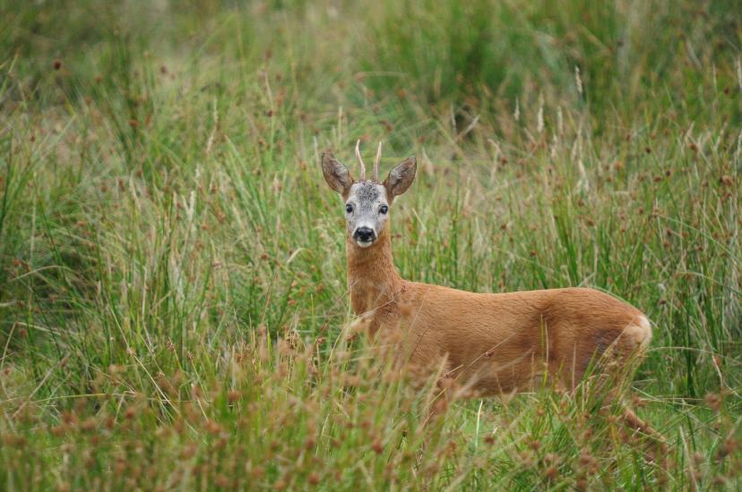 2010_08_15_Zingst (250)