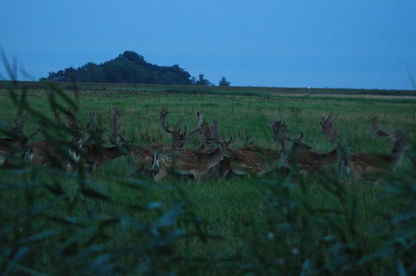 2010_08_15_Zingst (356)