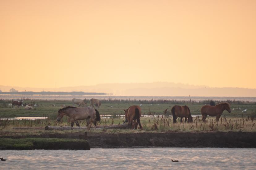 2010_08_15_Zingst (368)