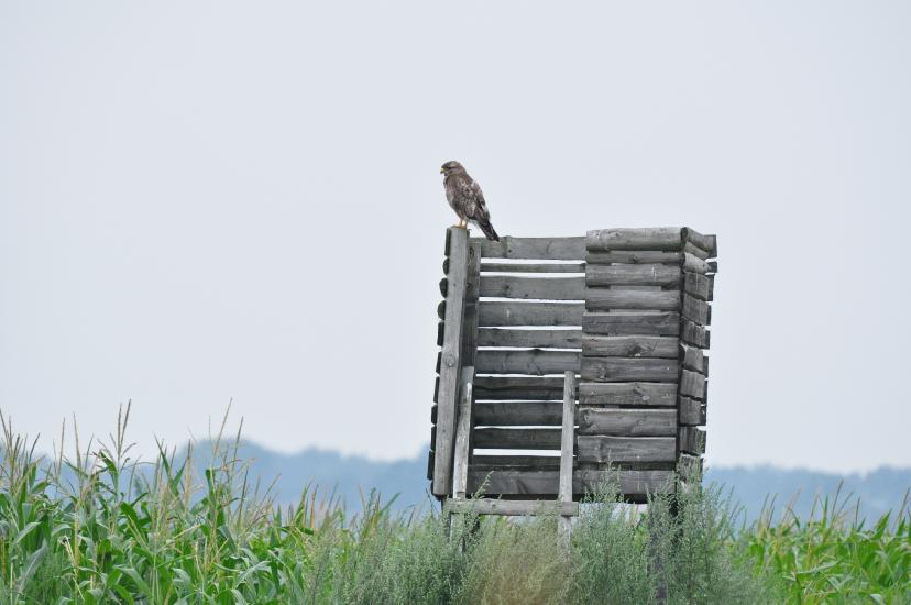 2010_08_15_Zingst (390)