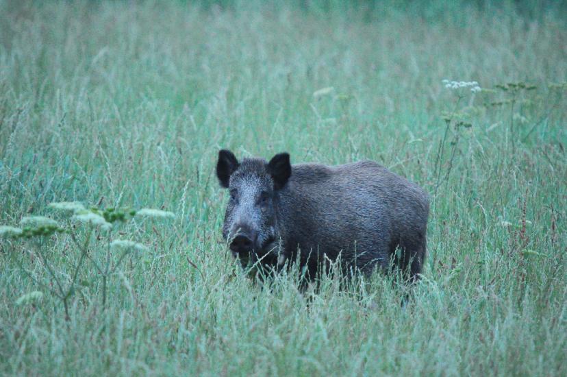 2010_08_15_Zingst (467)