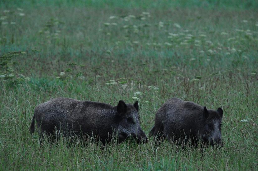 2010_08_15_Zingst (497)