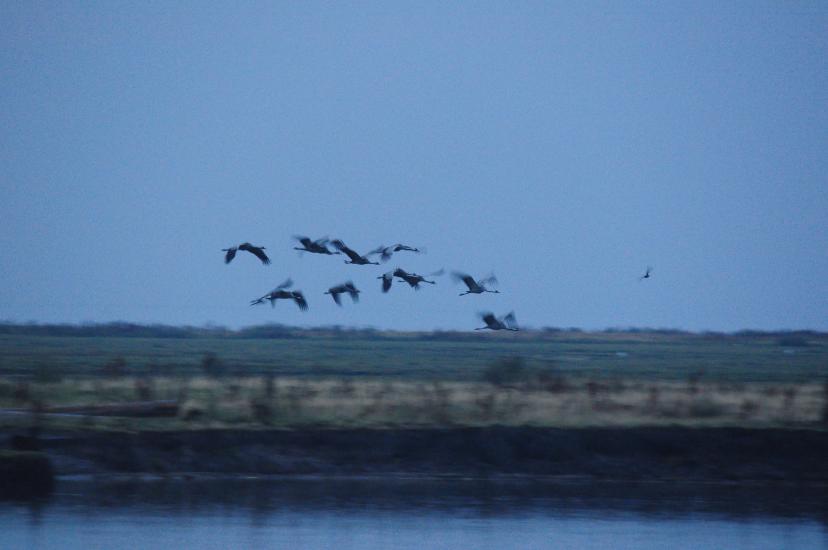 2010_08_15_Zingst (596)