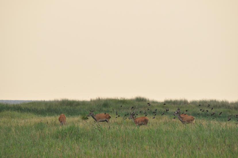 2010_08_15_Zingst (935)