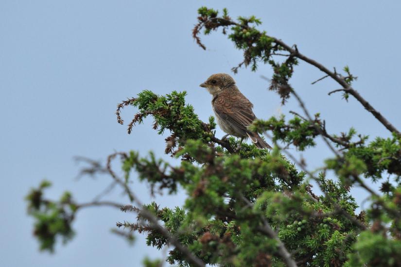 2010_08_15_Zingst (970)