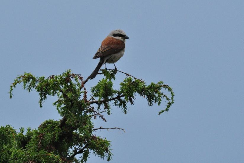 2010_08_15_Zingst (986)