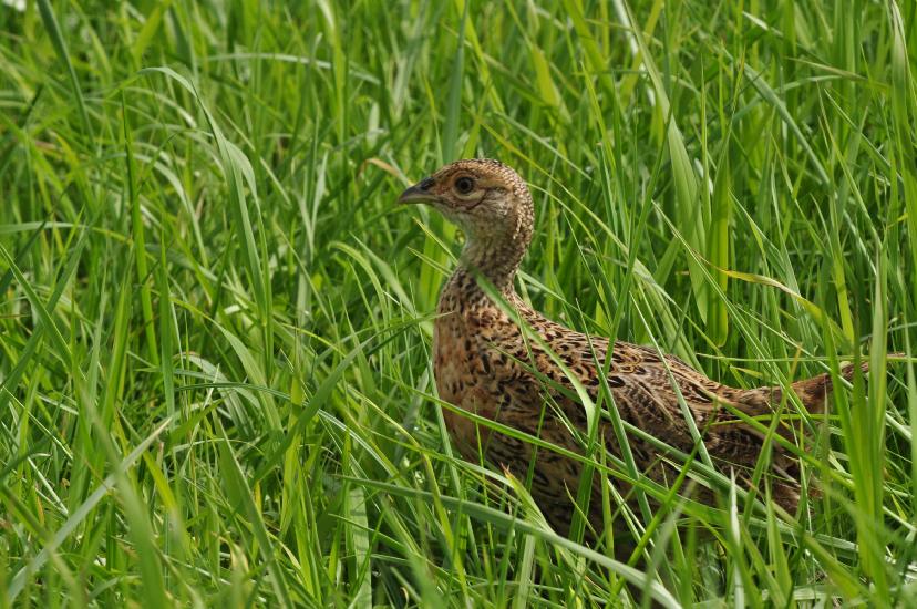 2010_08_21_125_Rieselfelder