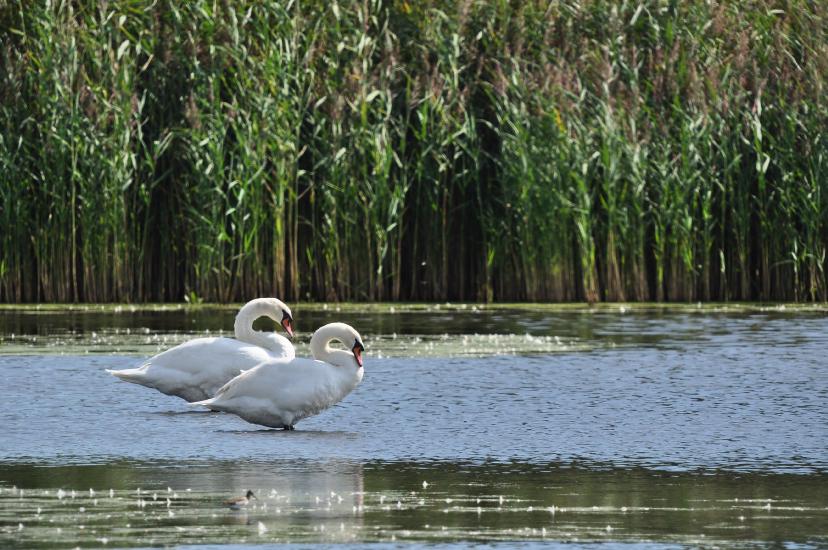 2010_08_21_19_Rieselfelder