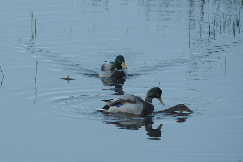 2010_09_26_171_Bruch