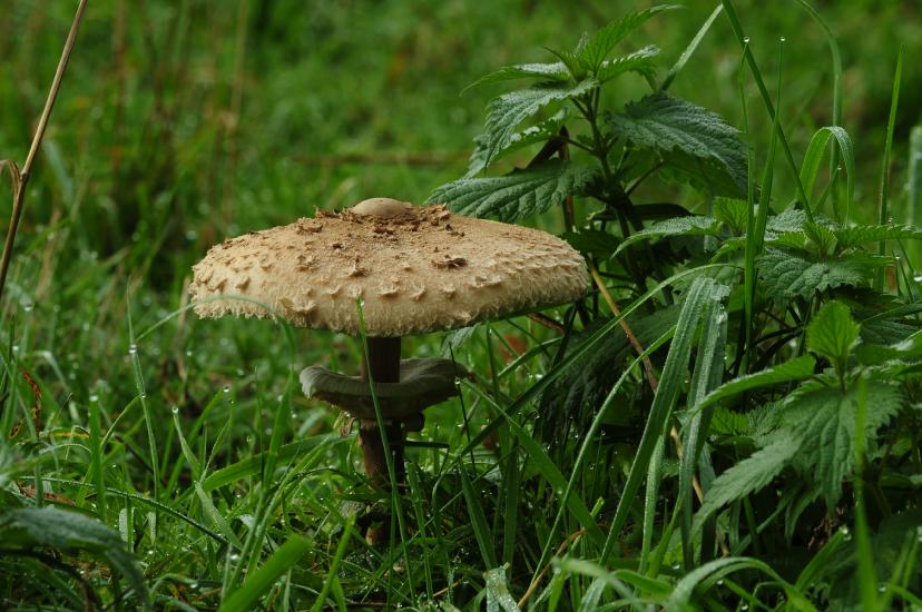 2010_09_26_40_BruchMacro