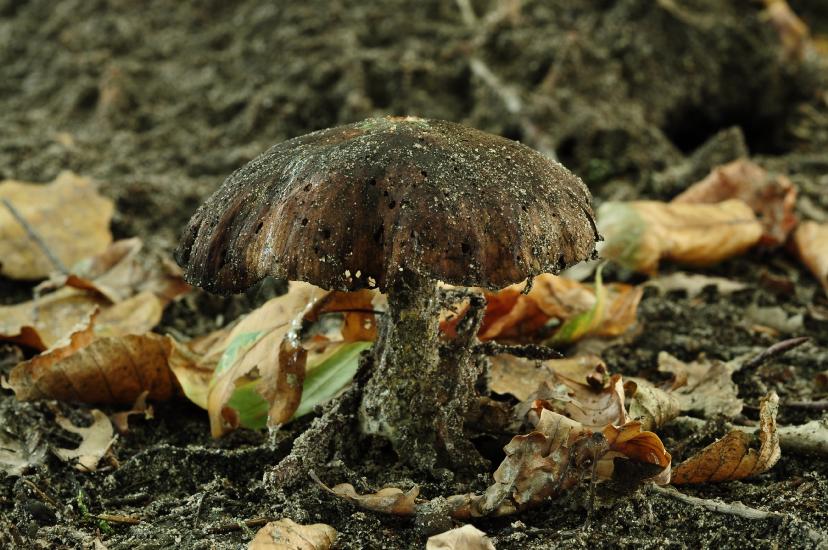 2010_10_03_55_BruchMacro