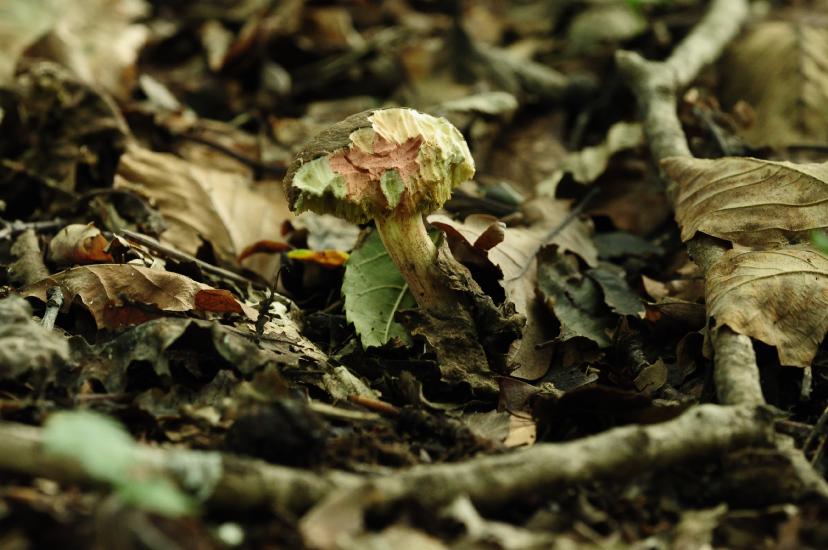 2010_10_03_77_BruchMacro