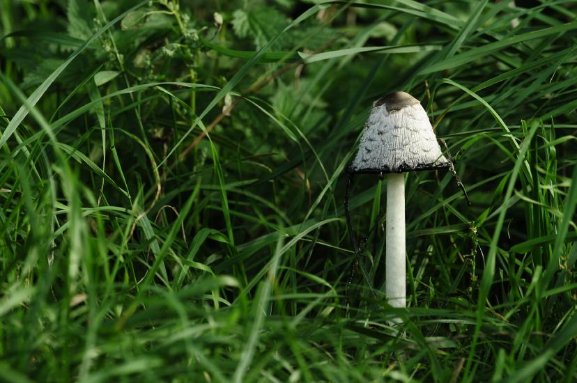 2010_10_03_91_BruchMacro