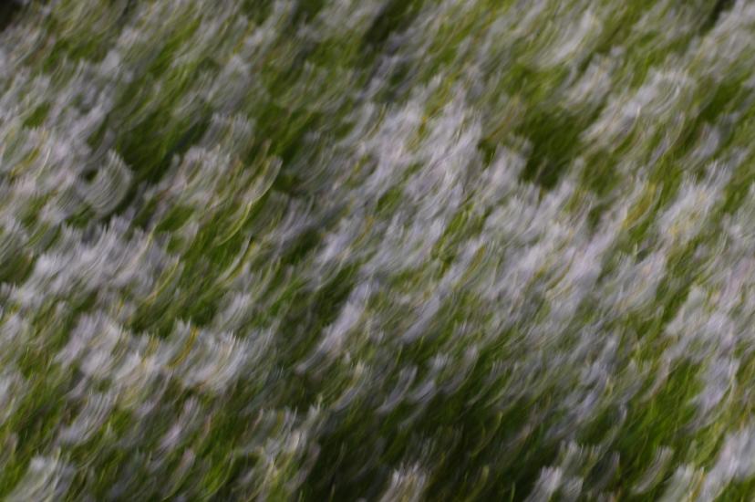 2010_10_23_35_BruchMacro