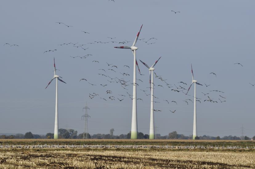 2010_10_26_1080_Kraniche