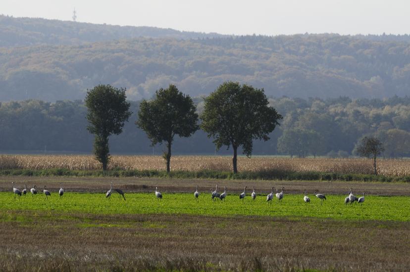 2010_10_26_1214_Kraniche