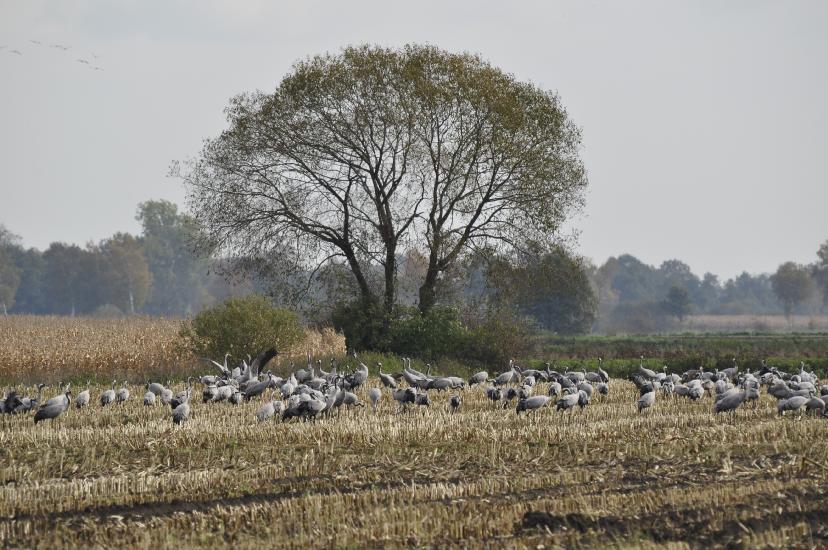 2010_10_26_1258_Kraniche